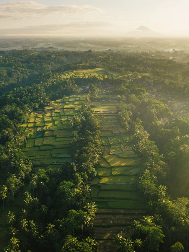 Lush green rice terraces and cultural heart of Bali with temples and traditional art